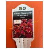 6 in pot crown Jewel Coleus