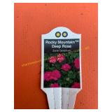 6 in pot Rocky Mountain Deep Rose Geranium