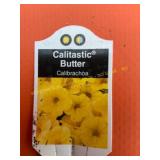 6 in pot Calitastic Butter Calibrachoa