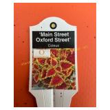 6 in pot Oxford Street Coleus