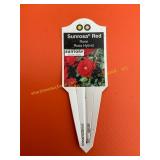 6 in pot Sunrosa Red Rose
