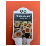 6 in pot Cappuccino Calibrachoa