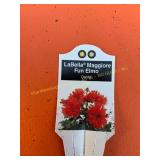 6 in pot LaBella Maggiore Fun Elmo Dahlia