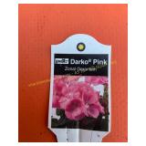 6 in pot Darko Pink Geranium
