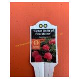 6 in pot Great Balls of Fire Melon Geranium