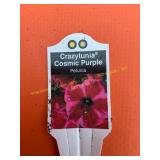 6 in pot Crazytunia Cosmic Purple