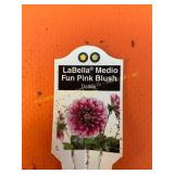 6 in pot LaBella Fun Blush Dahlia