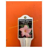 6 in pot Madinia Maximo Pink Mandevilla