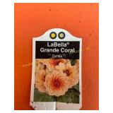 6 in pot LaBella Grande Coral Dahlia