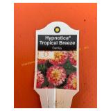 6 in pot Hypnotica Tropical Breeze Dahlia