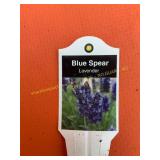 3 in Blue Spear Lavender