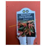 6 in pot Beauvilia Dark Salmon Begonia