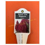 6 in pot Kelos Fire Magenta Celosia