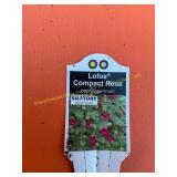 6 in pot Lofos Compact Rose