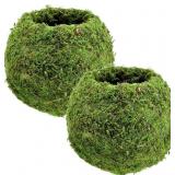 Arcadia KO02 Kokedama-6.5x5.9" Set of 2, Green