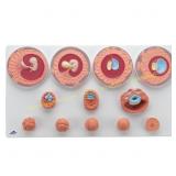 3B Scientific Embryonic Development Model