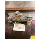 2 alligator skulls