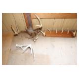 Deer Antlers