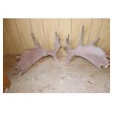 Moose Antlers