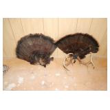 Turkey Tail Fan,  Turkey Fan with Deer Antlers