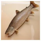 Lake Trout Taxidermy Trophy