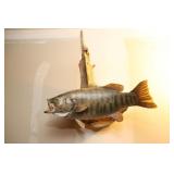Large Mouth Bass Taxidermy Trophy