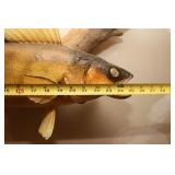 Walleye Taxidermy Trophy