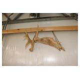 Moose Antler