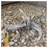 33xWeathered Driftwood