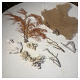 Natural Dried Gorgonian Sea Fan & Branch Coral