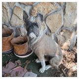 29" Concrete Garden Boxer Statue