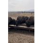 15 Head Montoso Bison Heifers