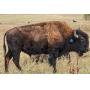 54th Annual Fall Classic - Custer State Park Bison Auction