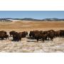 Lazy Daisy Ranch Bison Dispersal Auction