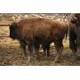 Bison Calves, Bulls/Heifers Mixed