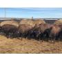 Bull Calves Heavy weight average weight, 464#