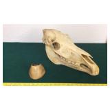 (2) HORSES SKULL & HOOF