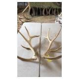 PAIR OF ELK ANTLERS 6x7 3 year old 17 lbs