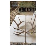 PAIR OF ELK ANTLERS 7x7 24 lbs