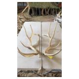 PAIR OF ELK ANTLERS 6x6 3 year old 19 lbs