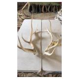 PAIR OF ELK ANTLERS 7x7 4 year old and 23 lbs