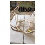 PAIR OF ELK ANTLERS 9x7 and 23 lbs
