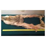 1 coyote pelt and 1 red fox