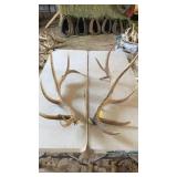 PAIR OF ELK ANTLERS 8x7 5 years old 32 lbs
