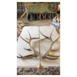 PAIR OF ELK ANTLERS 7x9  28 lbs