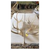 PAIR OF ELK ANTLERS 10x9 3 year old 24 lbs
