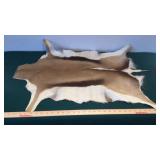 SPRINGBOK HIDE (VERY SOFT)