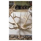 PAIR OF ELK ANTLERS 7x7 6 year old 27 lbs