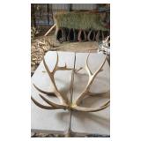 PAIR OF ELK ANTLERS 8x7 6 year old 31 lbs