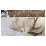 PAIR OF ELK ANTLERS 7x7 4 year old 23 lbs